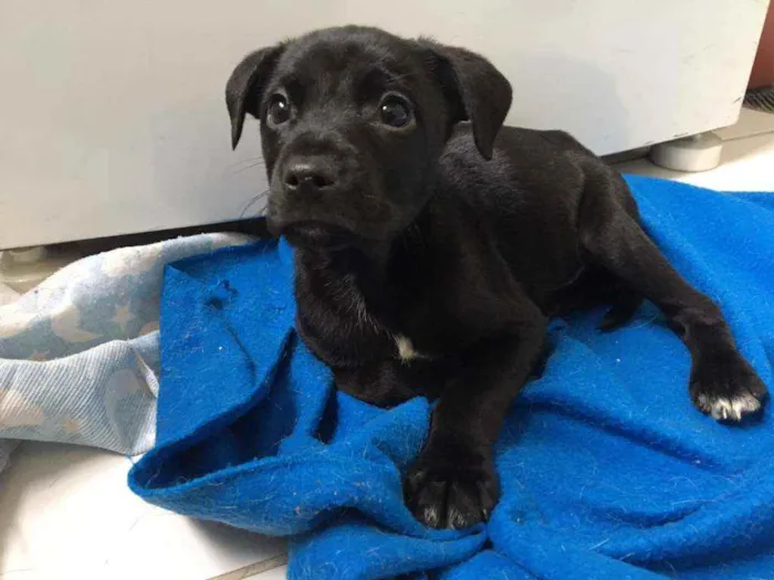 Cachorro raça SRD idade 2 a 6 meses nome Filhotes Hanna