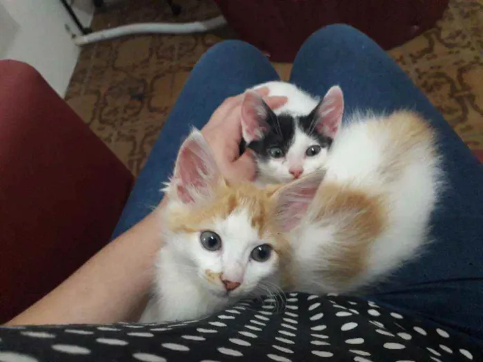 Gato ra a SRD idade 2 a 6 meses nome Theo e Olivia