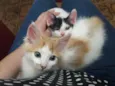 Theo e Olivia