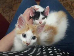 Gato raça SRD idade 2 a 6 meses nome Theo e Olivia