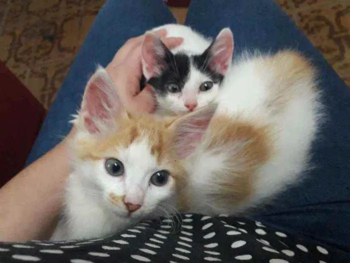 Gato ra a SRD idade 2 a 6 meses nome Theo e Olivia