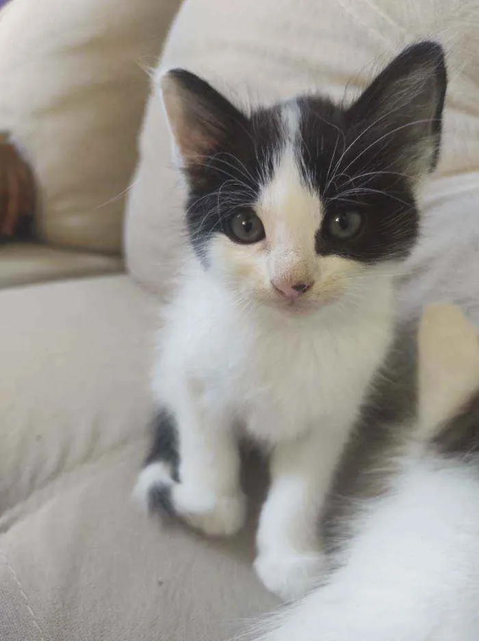 Gato raça  idade Abaixo de 2 meses nome Sofia
