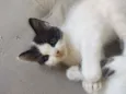 Sofia