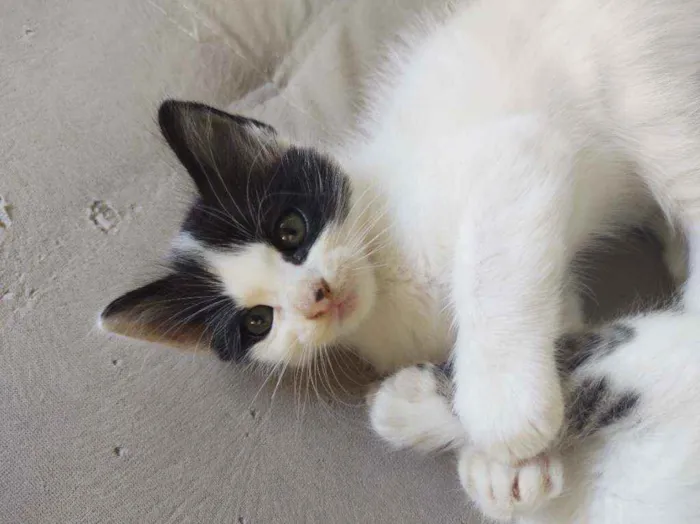 Gato raça  idade Abaixo de 2 meses nome Sofia
