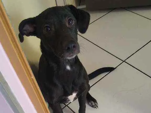Cachorro raça Vira lata idade 7 a 11 meses nome Lessie