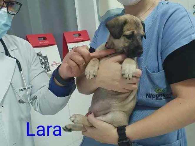 Cachorro raça SRD idade Abaixo de 2 meses nome Lara