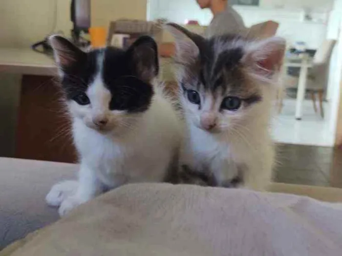 Gato ra a Sem raça definida idade Abaixo de 2 meses nome Sem nome