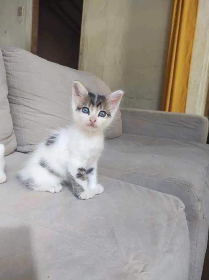 Gato ra a  idade Abaixo de 2 meses nome Bob