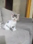 Bob