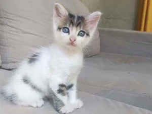 Gato raça  idade Abaixo de 2 meses nome Bob
