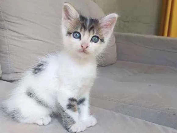 Gato ra a  idade Abaixo de 2 meses nome Bob