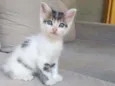 Bob