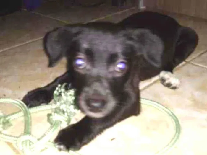 Cachorro raça sem raça definida idade 2 a 6 meses nome sem nome ainda