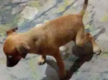 Cachorro ra a Vira lata idade 2 a 6 meses nome Zeus