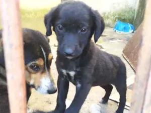 Cachorro raça Srd idade 2 a 6 meses nome Pretinha