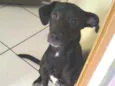 Cachorro raça Vira lata idade 7 a 11 meses nome Lessie