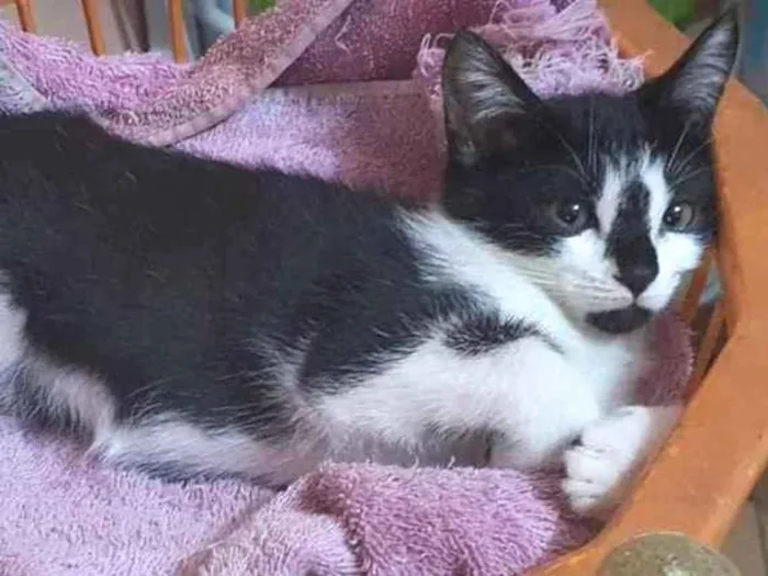 Gato raça SRD-ViraLata idade 2 a 6 meses nome Oliver