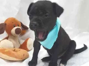 Cachorro raça SRD idade Abaixo de 2 meses nome Zeca