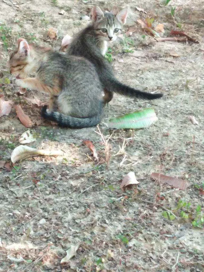 Gato ra a  idade 2 a 6 meses nome Sem nome