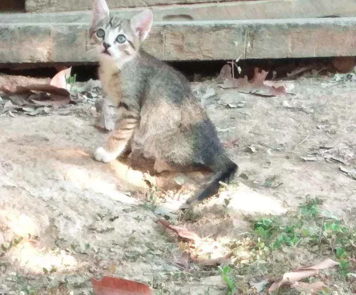 Gato ra a  idade 2 a 6 meses nome Sem nome