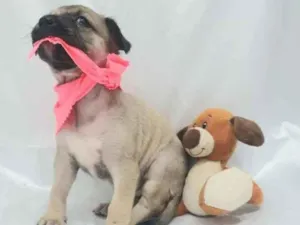 Cachorro raça SRD idade Abaixo de 2 meses nome Lara
