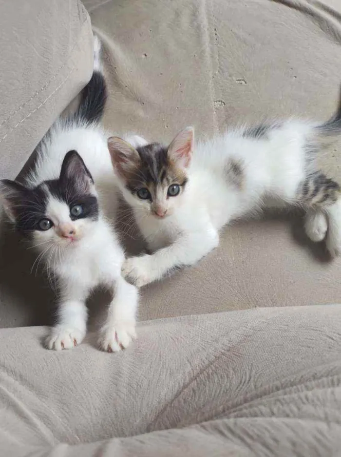 Gato ra a Sem raça definida idade Abaixo de 2 meses nome Sem nome