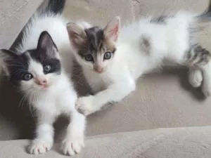 Gato raça Sem raça definida idade Abaixo de 2 meses nome Sem nome