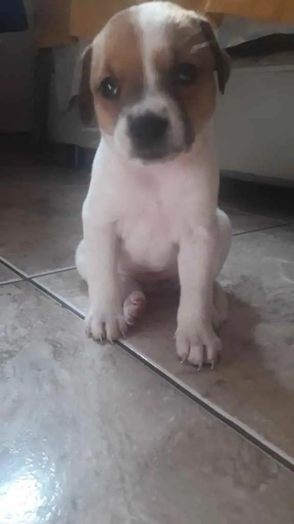 Cachorro ra a  idade Abaixo de 2 meses nome Adoção responsável 