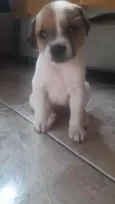 Adoção responsável