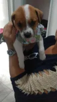 Adoção responsável
