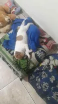 Adoção responsável
