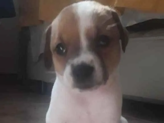 Cachorro ra a  idade Abaixo de 2 meses nome Adoção responsável 