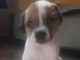 Adoção responsável