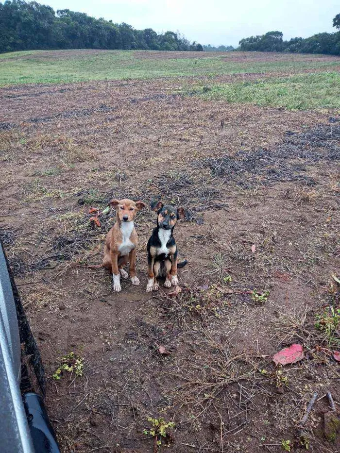 Cachorro ra a Vira lata idade 2 a 6 meses nome Abandonados sem nome