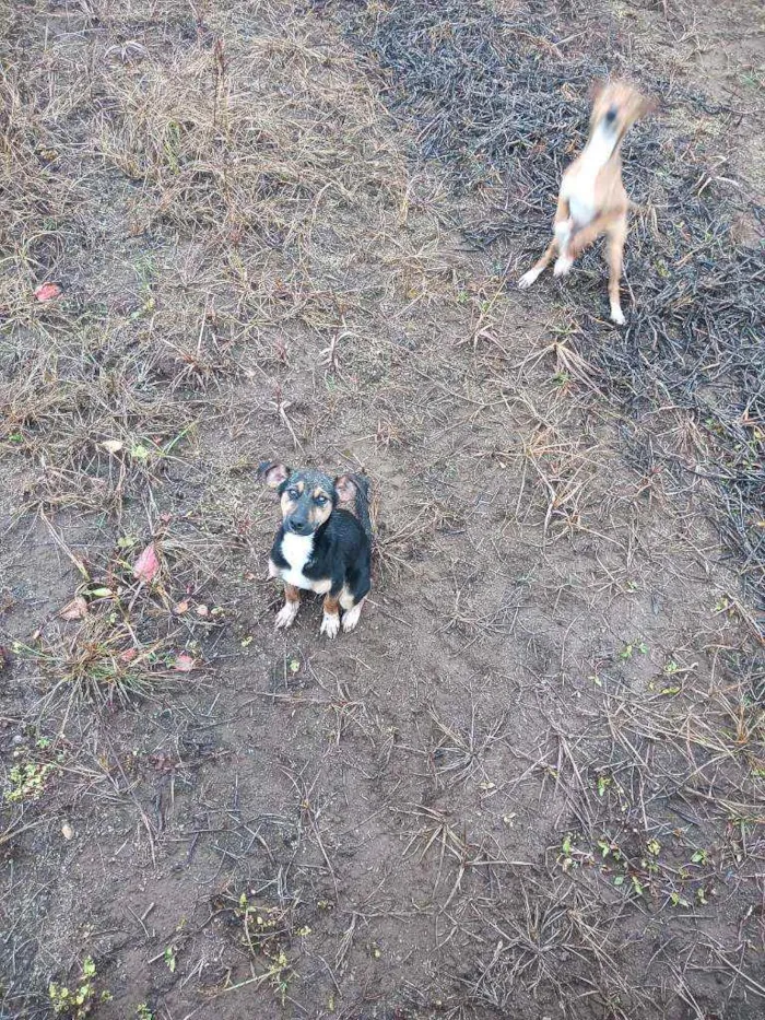 Cachorro ra a Vira lata idade 2 a 6 meses nome Abandonados sem nome