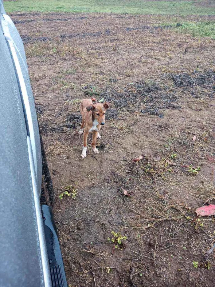 Cachorro ra a Vira lata idade 2 a 6 meses nome Abandonados sem nome