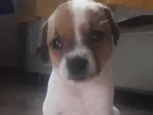 Cachorro raça  idade Abaixo de 2 meses nome Adoção responsável 