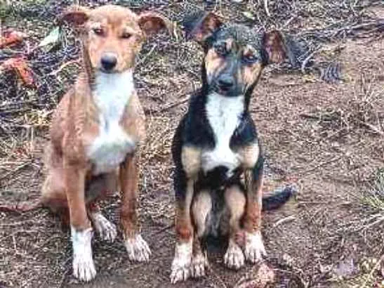 Cachorro ra a Vira lata idade 2 a 6 meses nome Abandonados sem nome