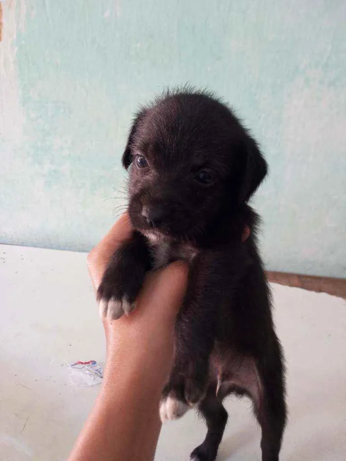 Cachorro ra a Vira lata com maltes idade Abaixo de 2 meses nome Sem nome