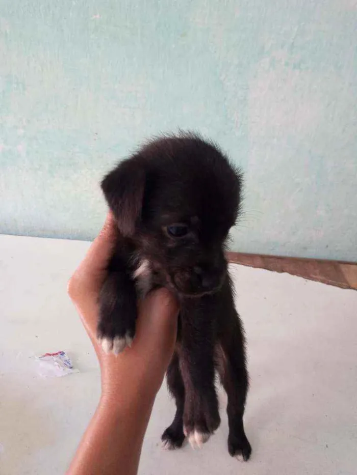Cachorro ra a Vira lata com maltes idade Abaixo de 2 meses nome Sem nome