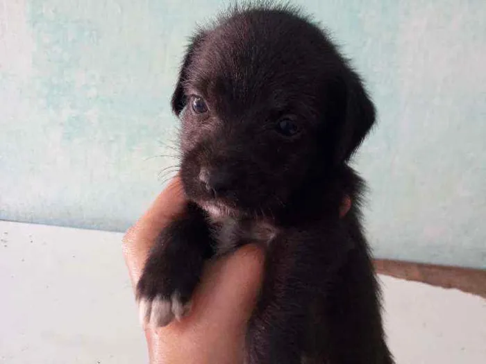 Cachorro ra a Vira lata com maltes idade Abaixo de 2 meses nome Sem nome