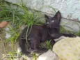 Gatinhos