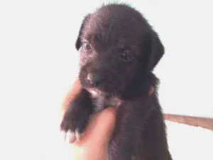 Cachorro raça Vira lata com maltes idade Abaixo de 2 meses nome Sem nome
