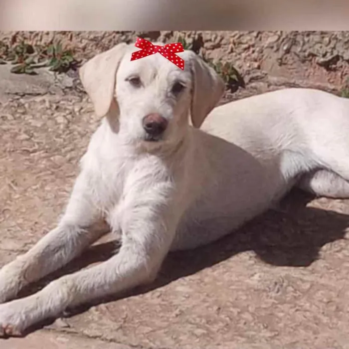 Cachorro ra a Mestiça  idade 2 a 6 meses nome Lua 