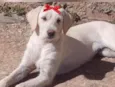 Lua 