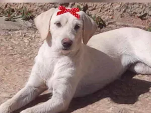 Cachorro raça Mestiça  idade 2 a 6 meses nome Lua 