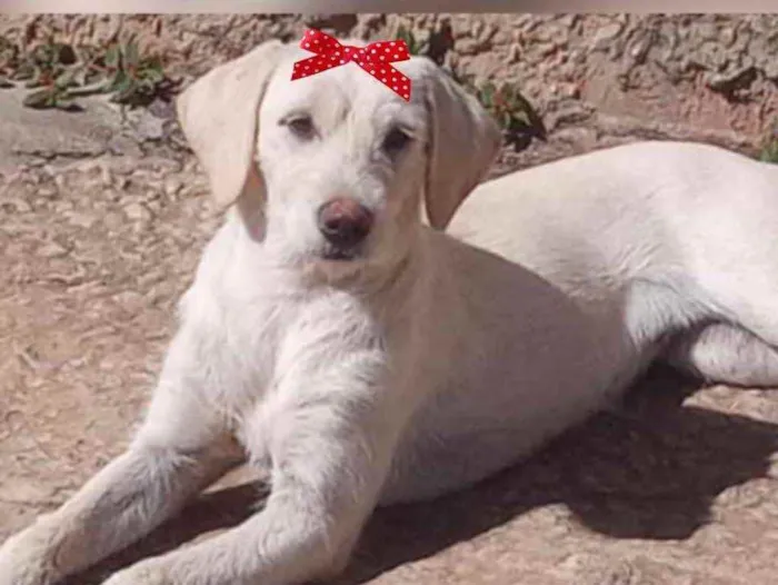 Cachorro ra a Mestiça  idade 2 a 6 meses nome Lua 