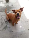 Biscoito