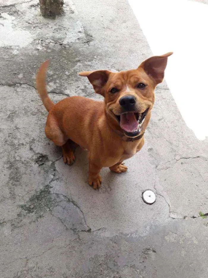 Cachorro ra a Sem raça idade 1 ano nome Biscoito