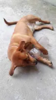 Biscoito
